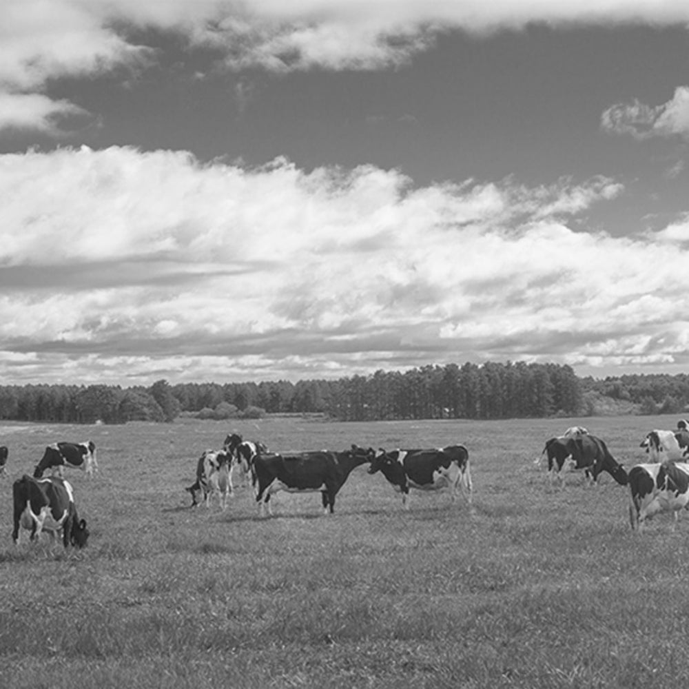 
                  
                    プレミアムロールケーキ　プレーン
                  
                